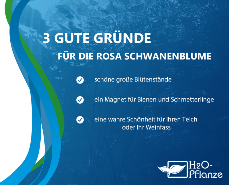 Butomus umbellatus - rosa Schwanenblume